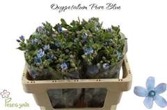 Oxypetalum Coeruleum