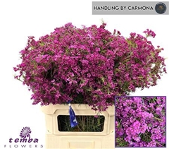 Chame Free Spirit 80cm 90gram 34