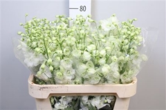 Delph Du Centur Whit 80cm 34