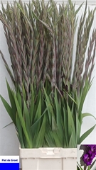 Glad Gr Purple Flora 110cm