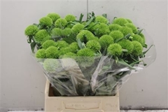 Dianthus Br Kiwi Mellow 45cm