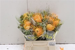 Nutans Mix 3 Kleur