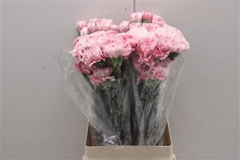 Di St Merletto Rosa