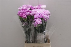 Di St Merletto Lavender