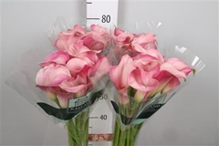 Zant Blushing Lady 80cm