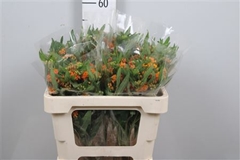 Ascl Tuberosa 50cm 23