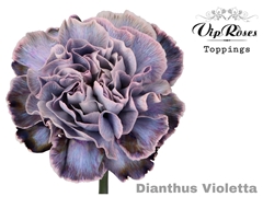 Di St Violetta