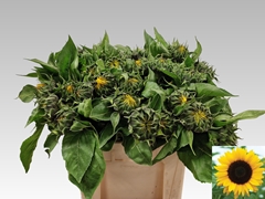 Helian An Sunrich Or 65cm 12