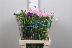 Camp Medium Gem 70cm