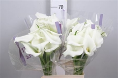 Zant White Art 65cm
