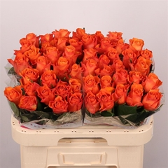 R Gr Orange Wave