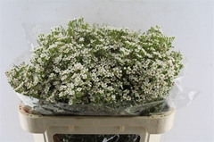 Chame Un Pearl Butto 70cm 90gram 24