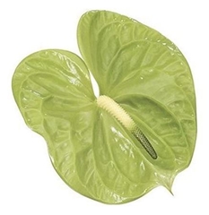 Anth A Midori 60cm 13cm Ø