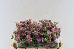 Oxy Co Pink Harmony 50cm
