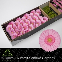 Germini Kimsey 45cm 7cm Ø