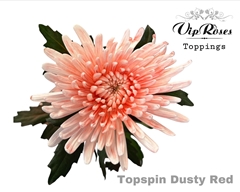 Chr G Topspin Dusty Red