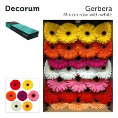 Ge Gr On Row Mixed 45cm 10cm Ø
