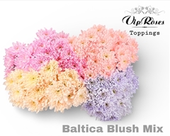 Chr T Baltica Blush Mix