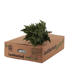 Leatherleaf 35cm