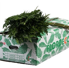 Leatherleaf 55cm