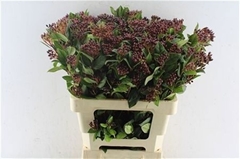 Vibur Ti Red Spirit 60cm