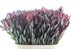 Leucad Safari Sunset 80cm