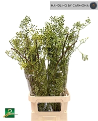 Rosa Corallo 110cm Ptk