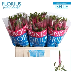 Veron Smart Iselle 60cm