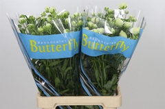 Ranunculus Butterfly Graces
