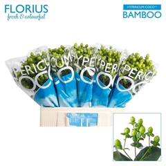 Hyp Coco Bamboo 60 Cm