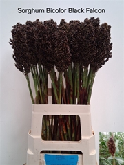 Sorghum Bicolor