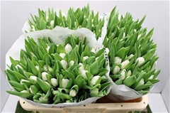 Tu En Royal Virgin