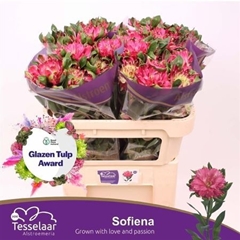 Alstr Fash Sofiena 65gr