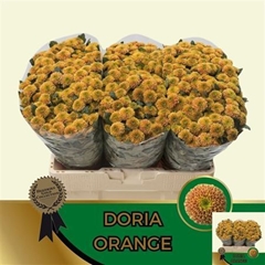 Chr S Aaa Doria Oran
