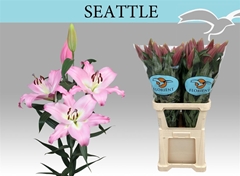 Li Ot Seattle