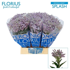 Veron Smart Splash 50cm