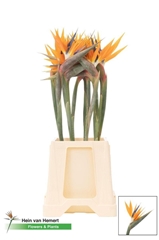 Strelitzia Bloem 60cm