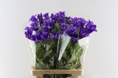 Camp M Champion Blue 70cm