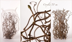 Coryl Av Contorta 70cm