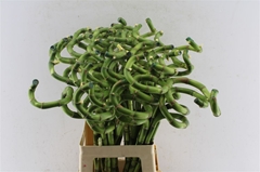 Lucky Bamboo Stem Spiral 70cm 70gram