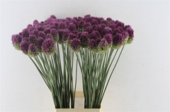 Allium Sphaerocephal 75cm
