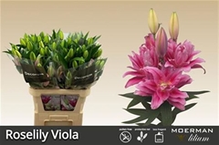 Li Or Du Rl Viola 95cm 55+