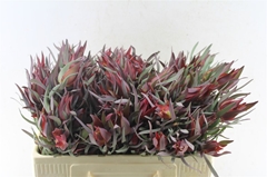 Leucad Sal Blush 50cm