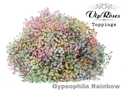 Gyps Pa Rainbow Pastel