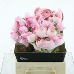 Ran Su Hanoi 45cm 55gram