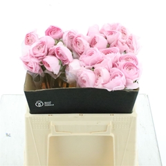 Ran Su Hanoi 35cm 35gram