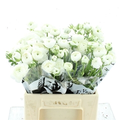 Ran Elegance White 42cm 20gram