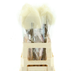 Dried Flowers 100 Gram 60cm 40gram
