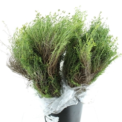 Chr San Kermit 60cm