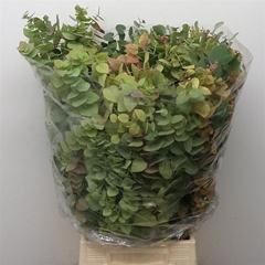 Eucalyptus Blad Bunch 75cm 200gram
